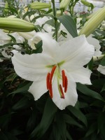 [4240 Siberia JWL No02.JPG]